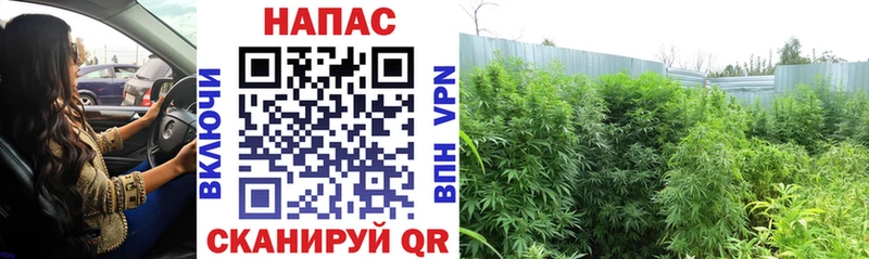 blacksprut онион Кирово-Чепецк Канабис White Widow маркетплейс состав купить закладку